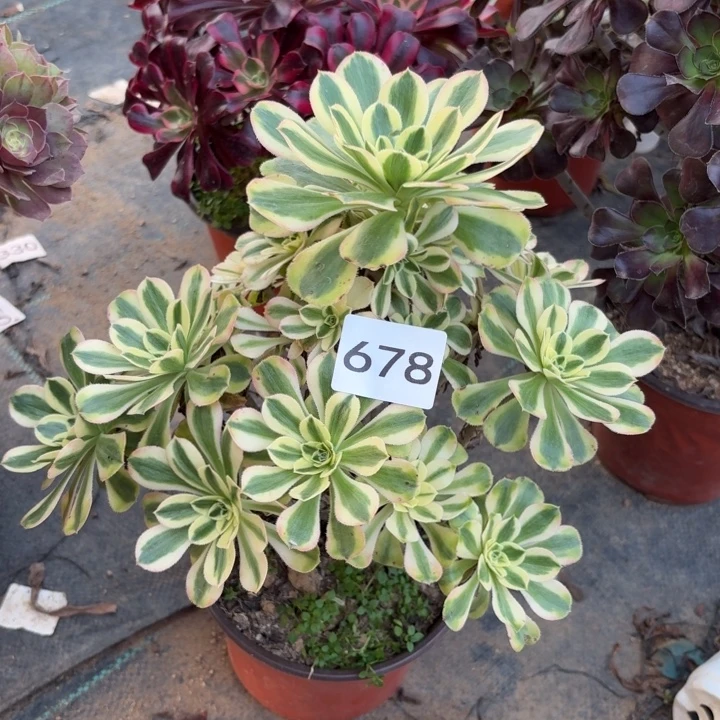 保时捷多肉断枝不包678