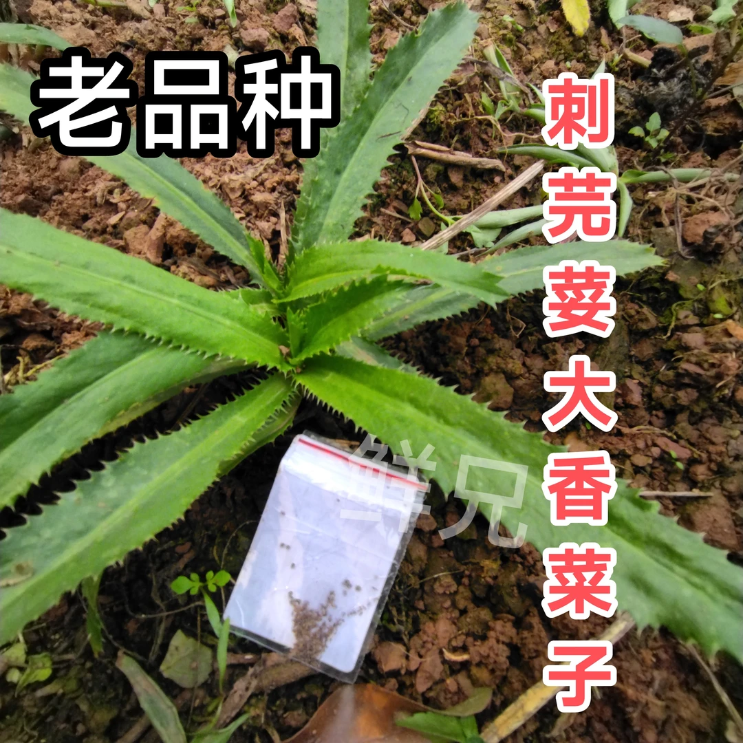 云南刺芫荽米子野香菜大香菜刺芹缅芫荽阿佤芫荽蔬菜禾中