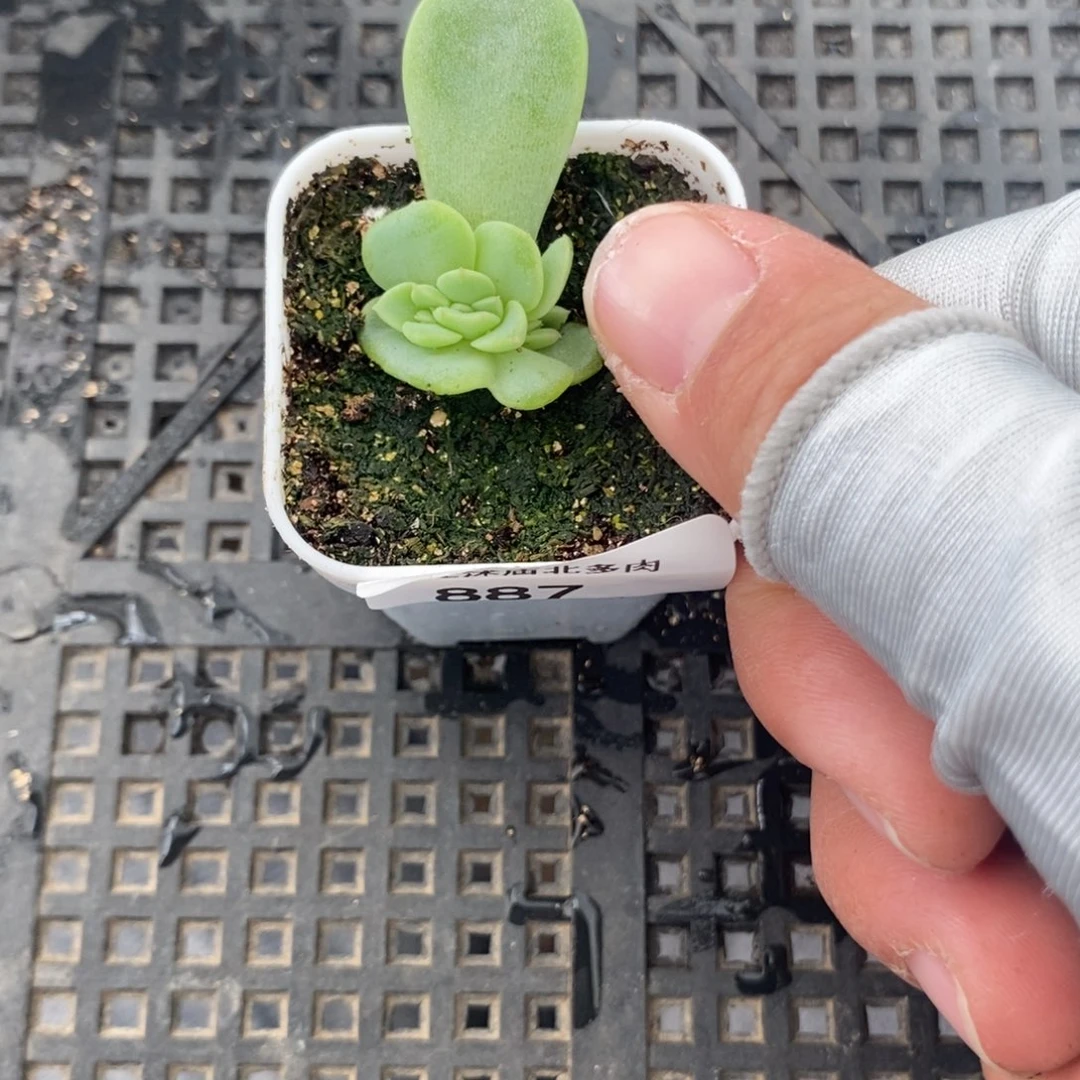 标签887竹马一个多肉