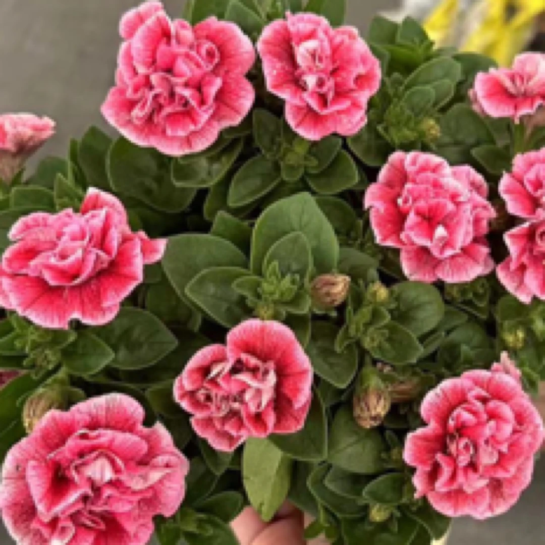 【粉色重瓣矮牵牛】室内室外庭院阳台原盆原土夏季垂吊