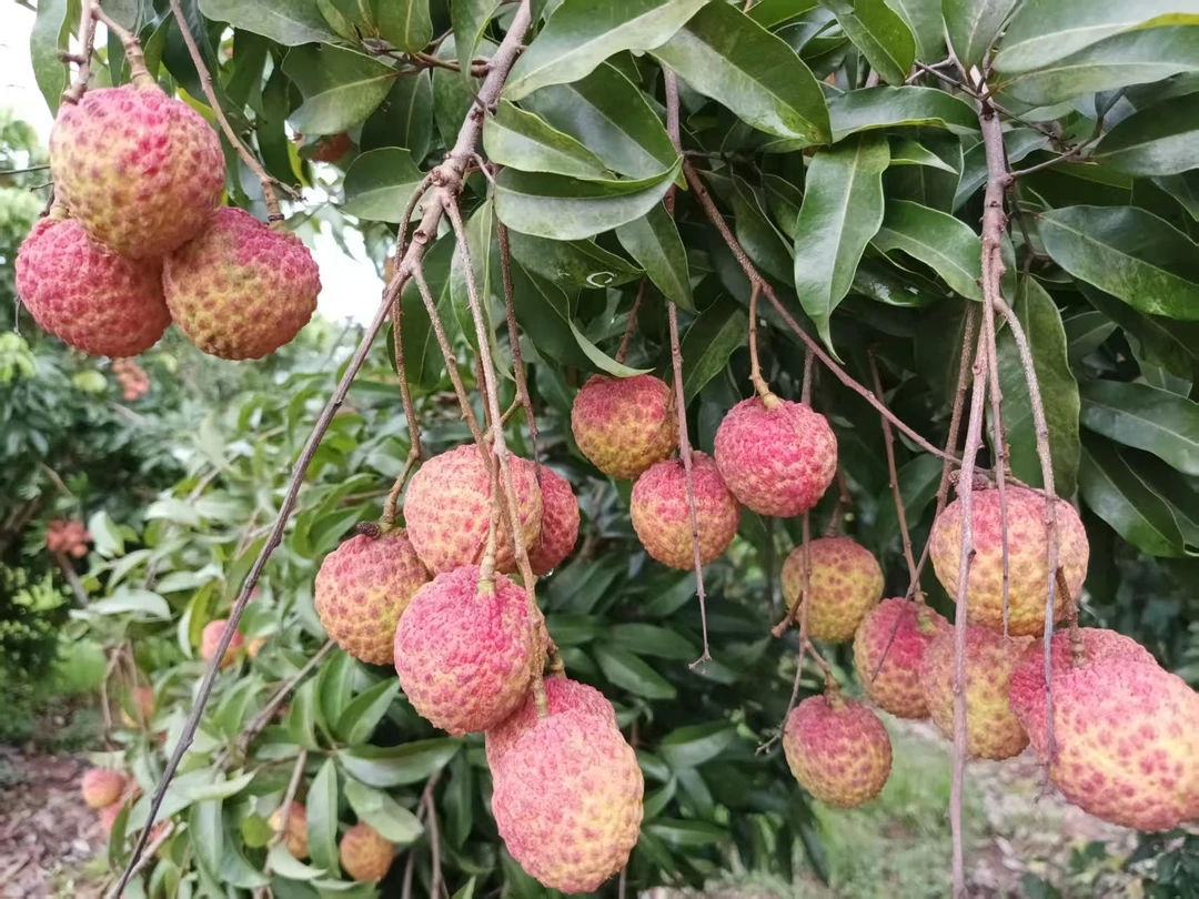 两广地区发货糯米糍广西麻桐应季现摘现发非无核桂花味当季水果王