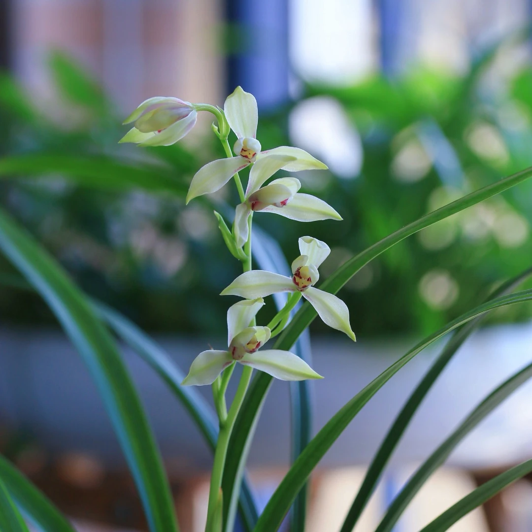 建兰荷仙【含玉】花开出架惊艳