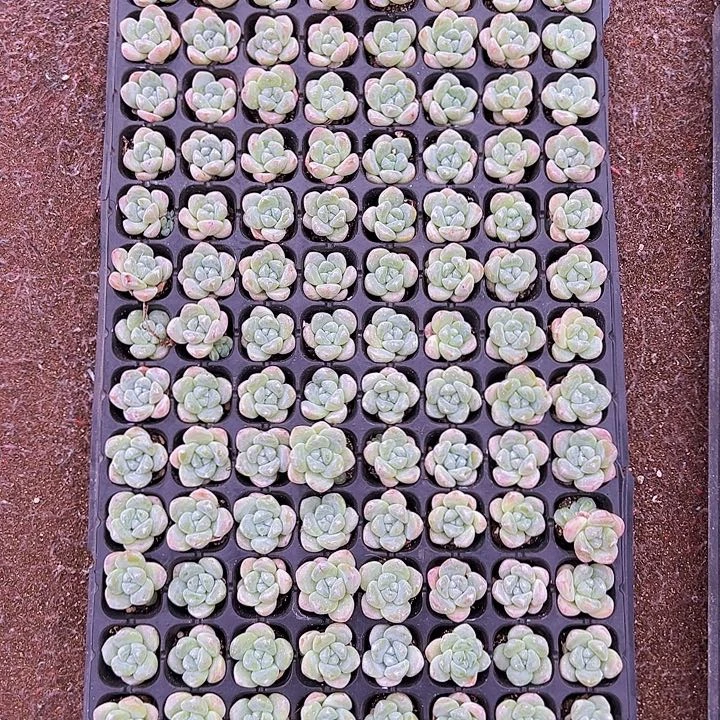 128颗全单头优选奶油冰玉！！！