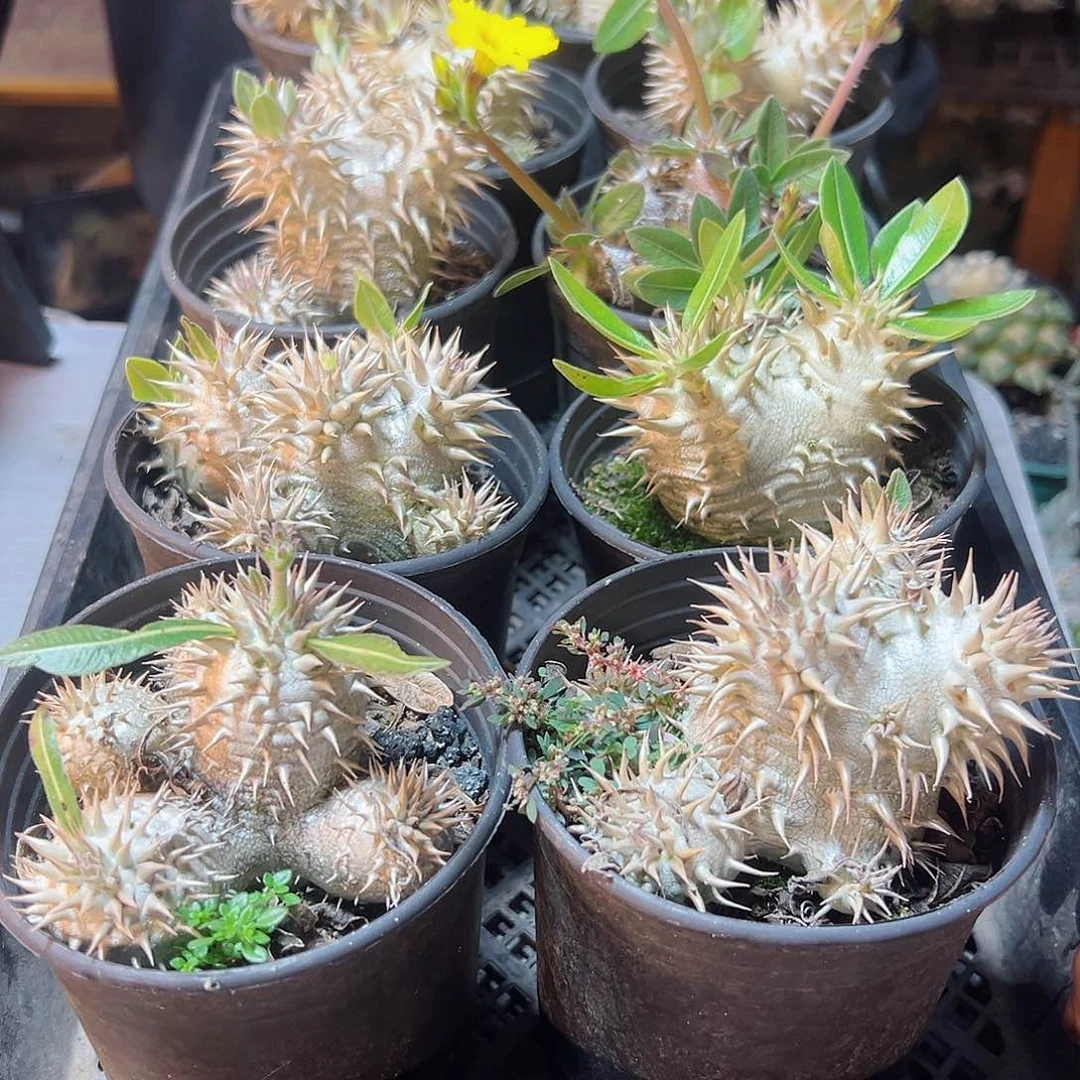 大惠比大黑8公分带盆