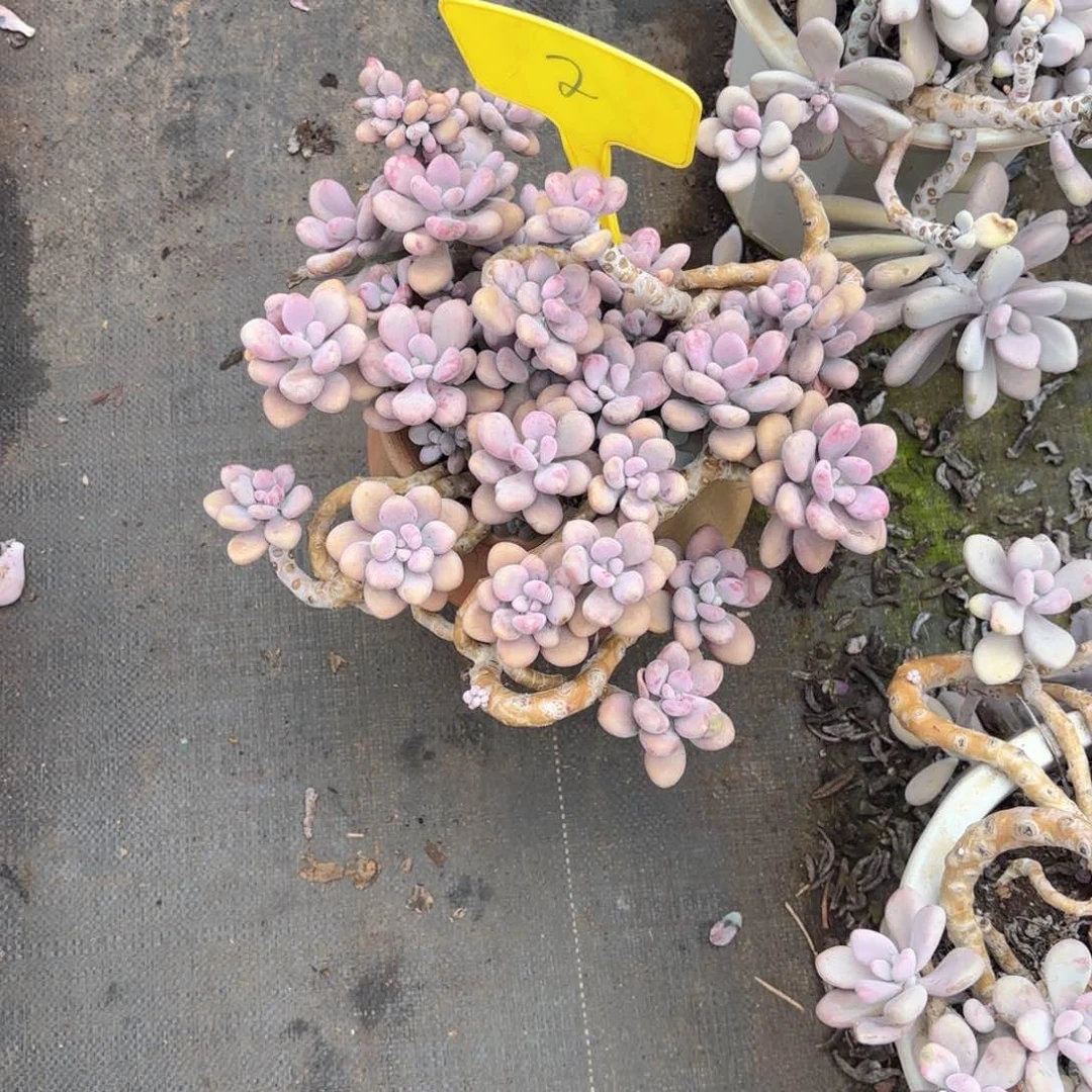 疯****?2号老庄多肉植物