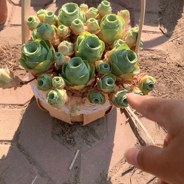 小玉玫瑰多肉群7个带花篮