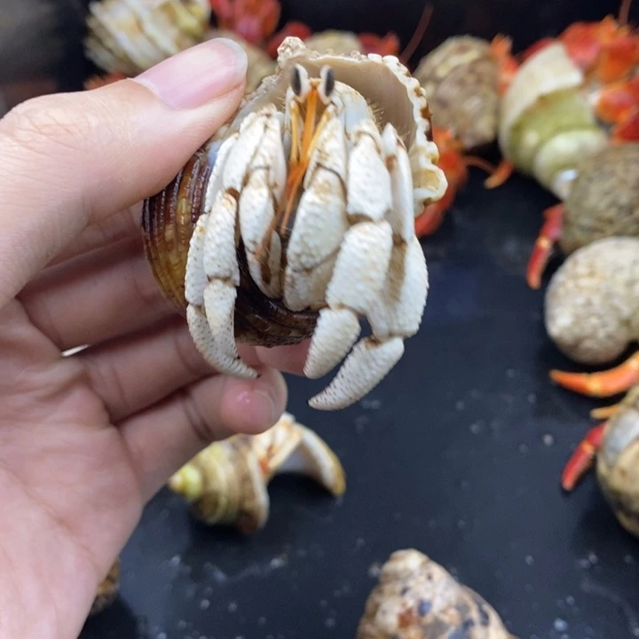 2.4口通体奶黄包毛里求斯