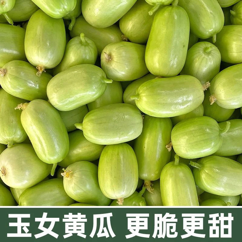 现摘现发山东玉女黄瓜金童玉女水果黄瓜拇指黄瓜寿光特产