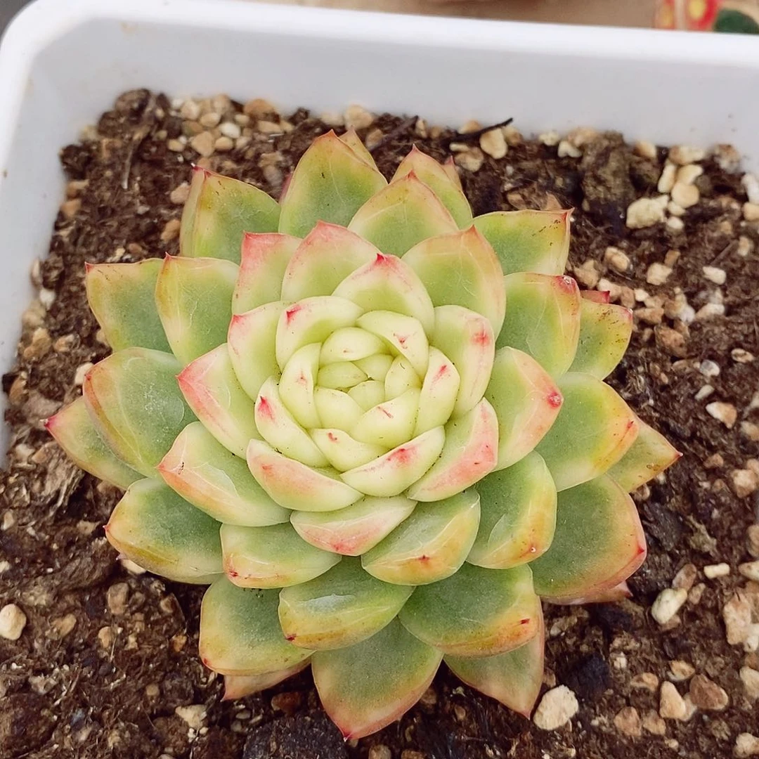 水晶珍妮8cm左右多肉植物