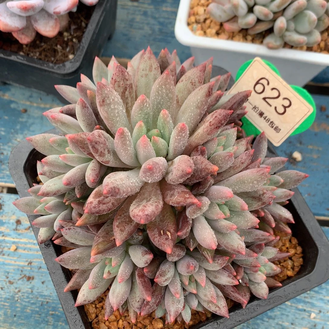 红蜻蜓老桩无砍捧花623