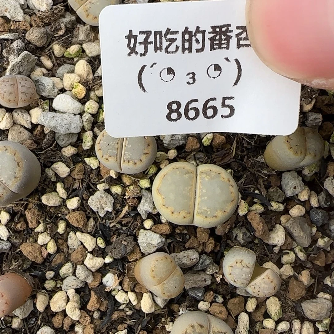 8665。ex216。。。。。。