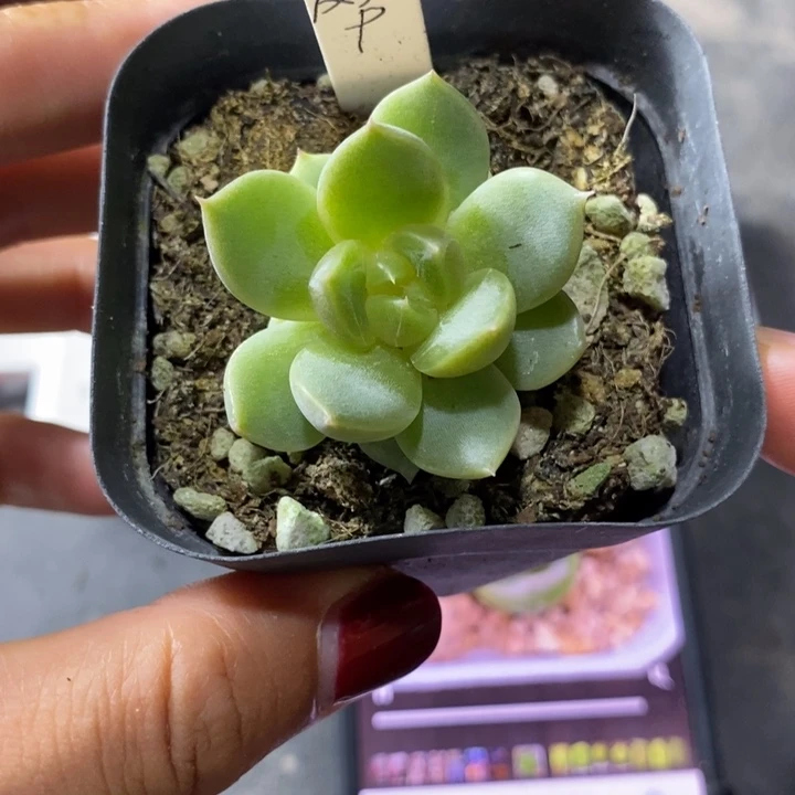 上盆皮艾拉珍妮一个多肉