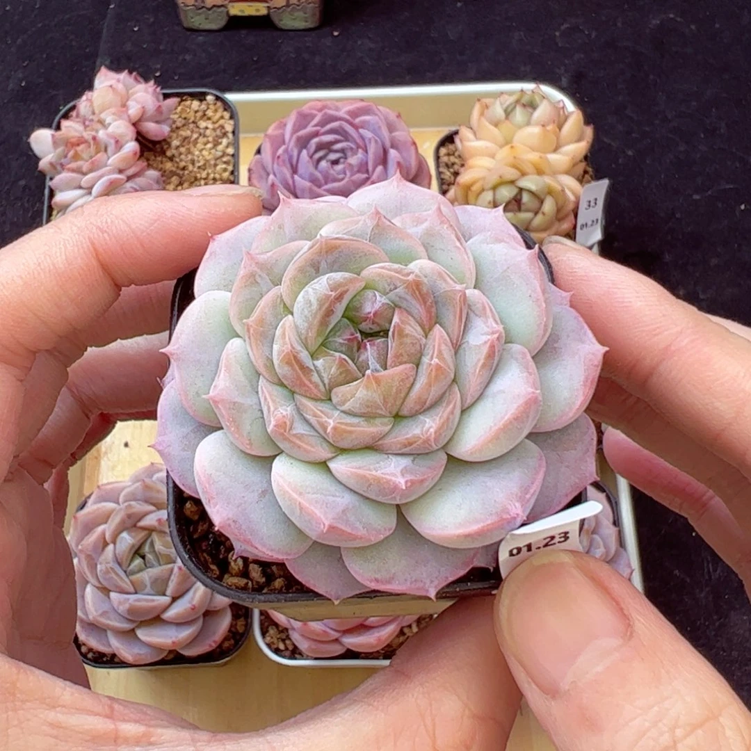 七仙女34、哈哈哈哈