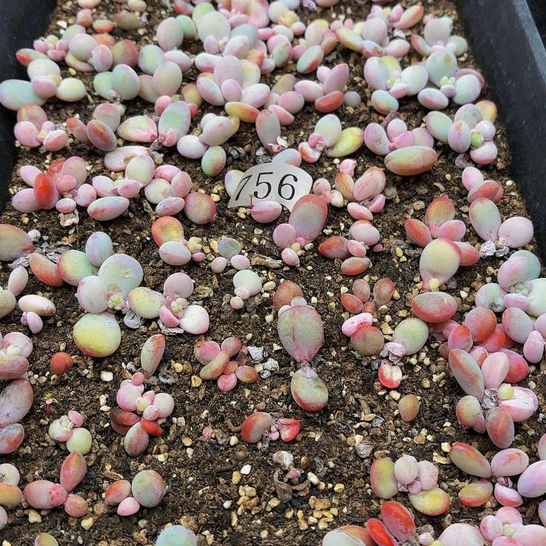 多肉植物多肉植物756