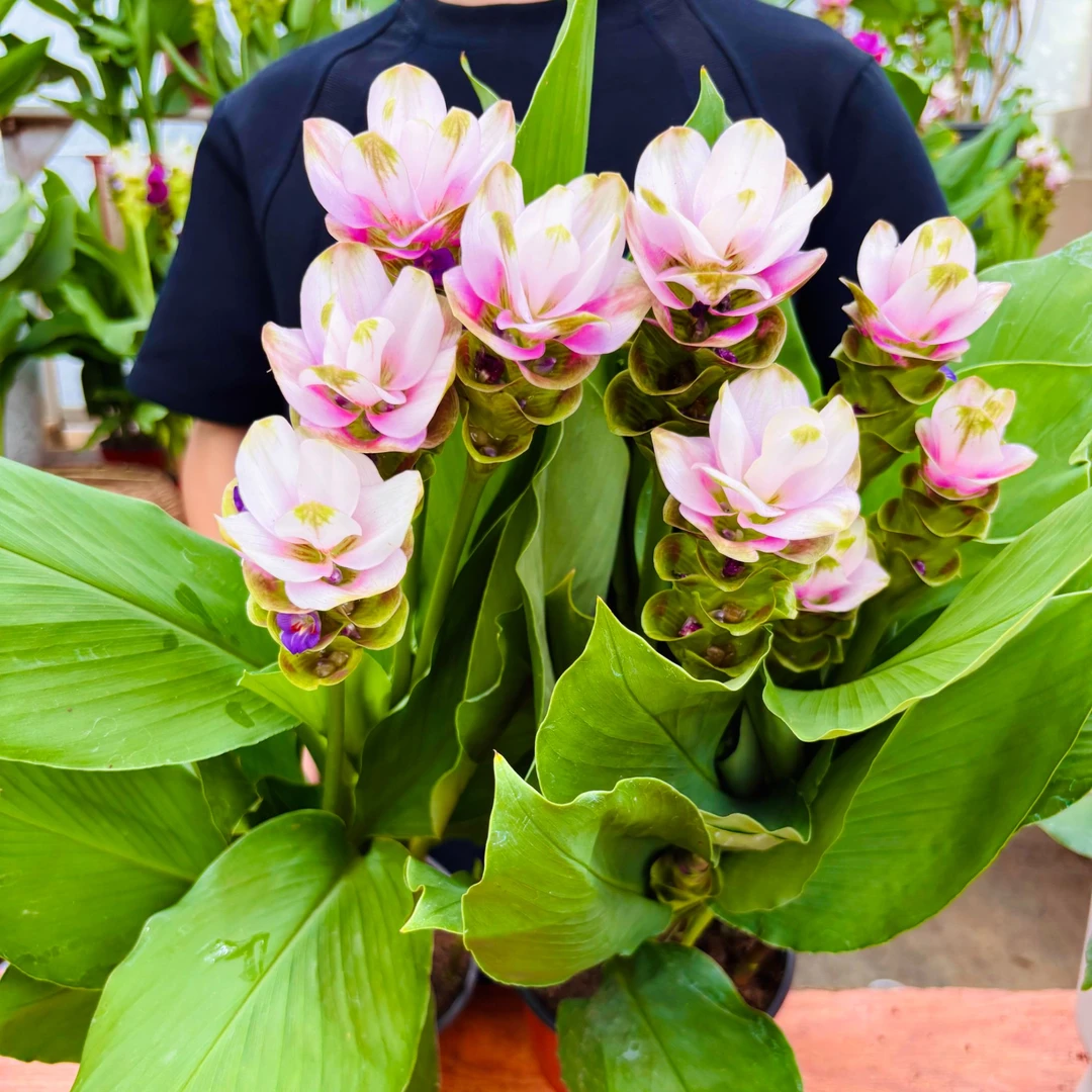 洛洛花卉 粉色进口姜荷花种球姜花多年生热带植物耐热庭院阳台