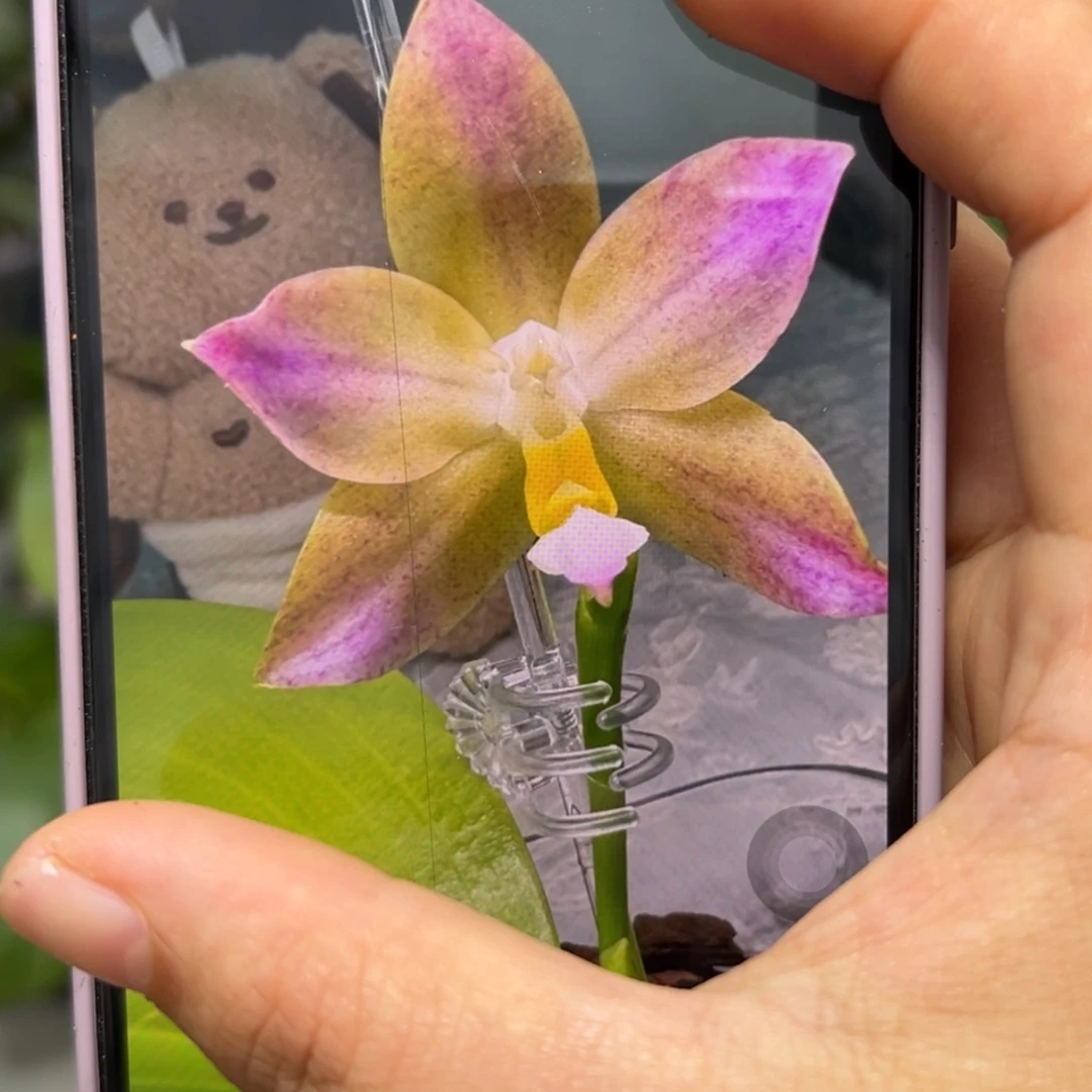 当前无花栽培后可以开花黄金华尔兹