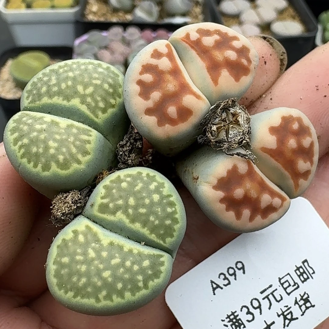 399多肉哈哈哈哈哈哈哈