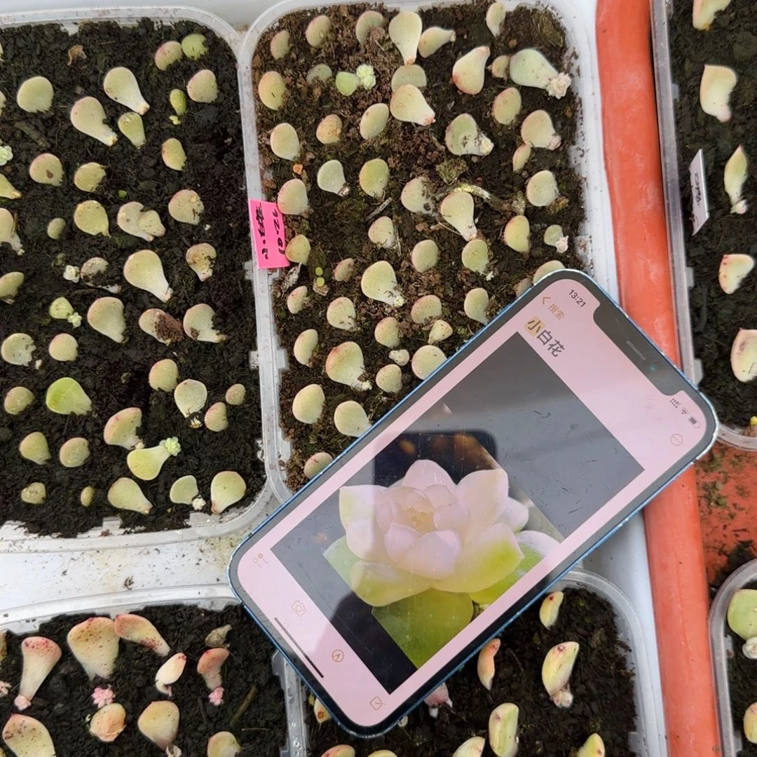 小白花芝麻穴一个满25包邮