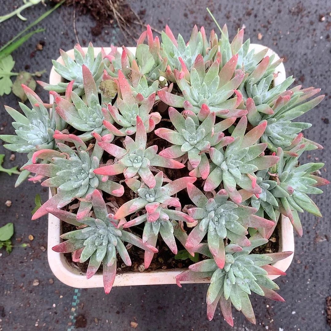 9010白雪仙女多肉