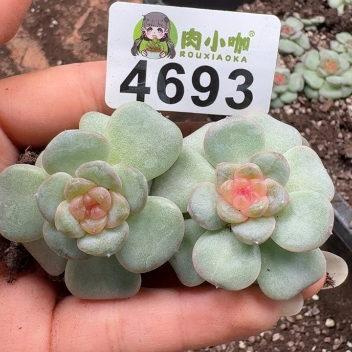 多肉植物多肉植物