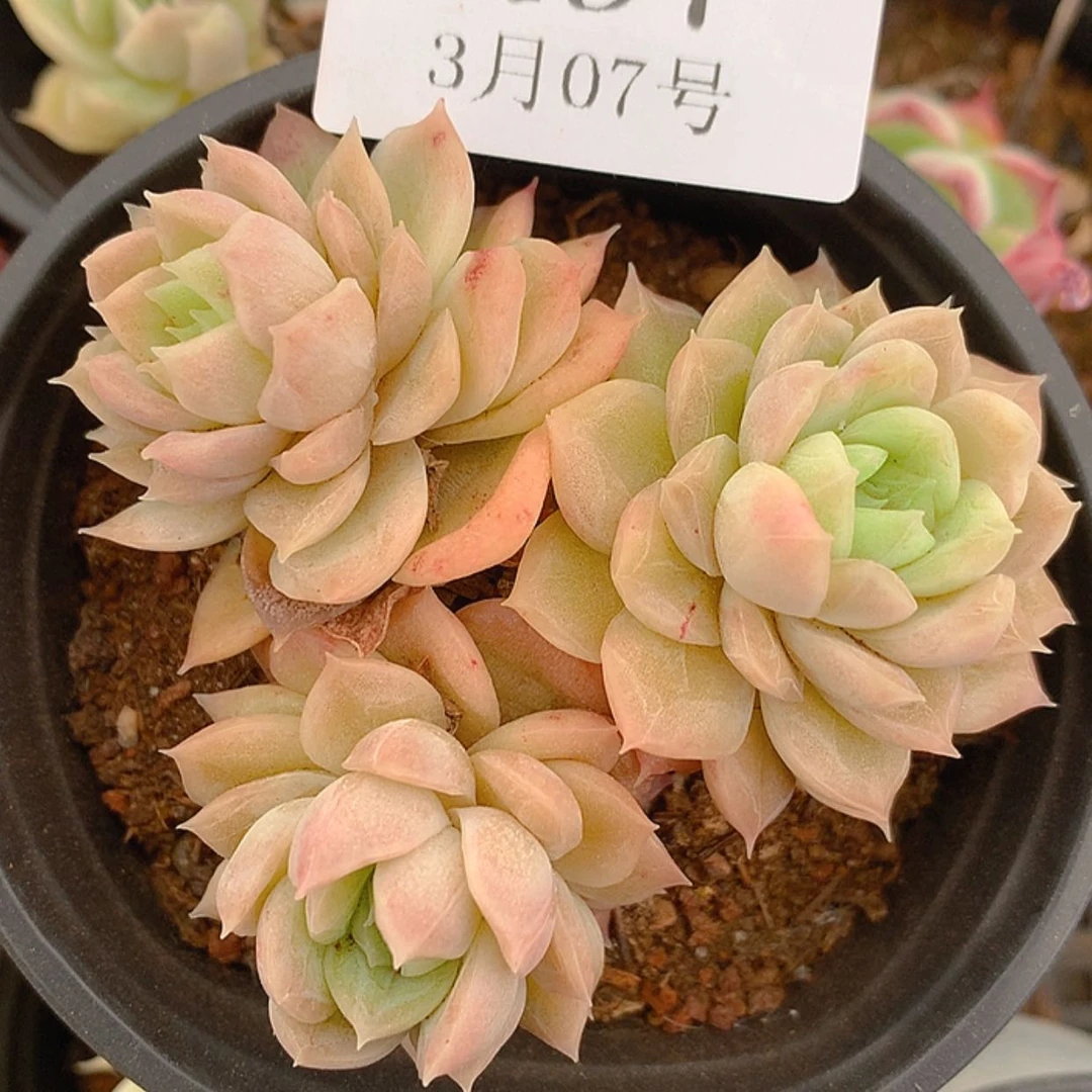 【闪购商品】云497