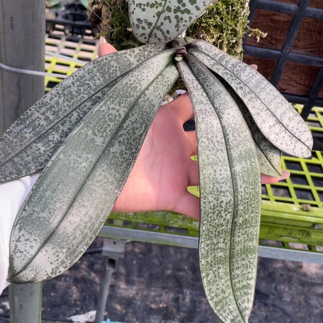 当前无花栽培后可以开花
