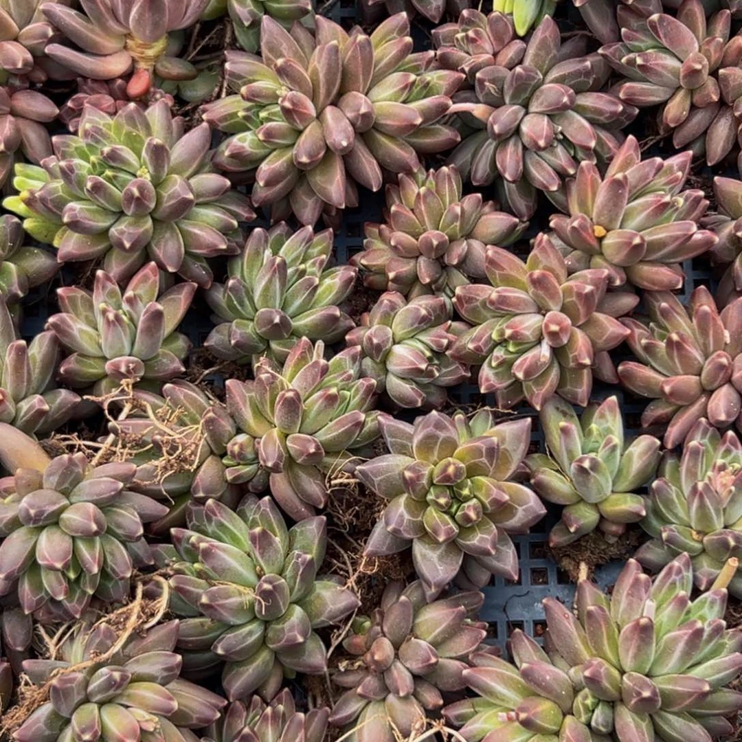 6颗美人系列多肉植物