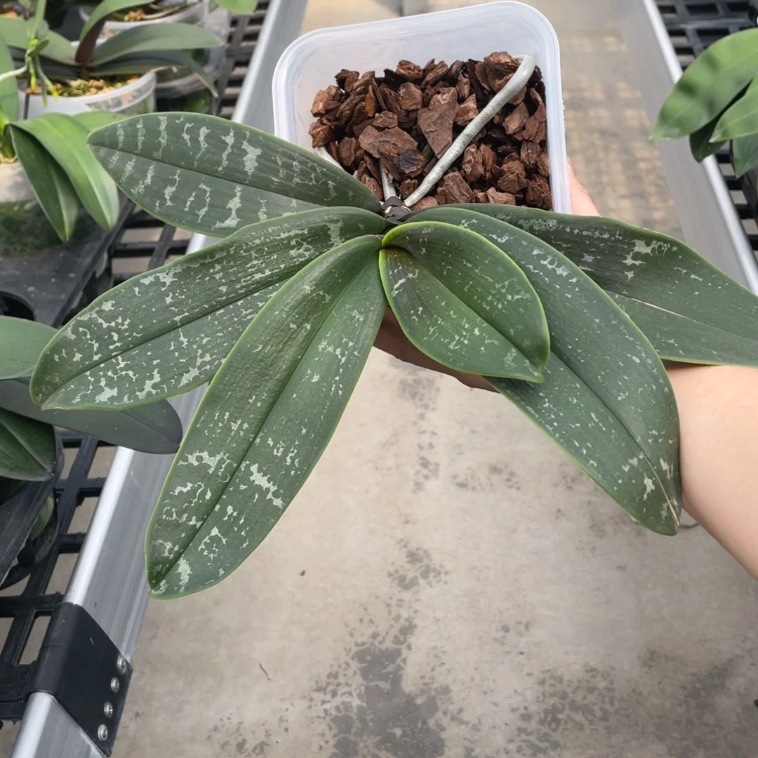 当前无花栽培后可以开花swr22in史塔基