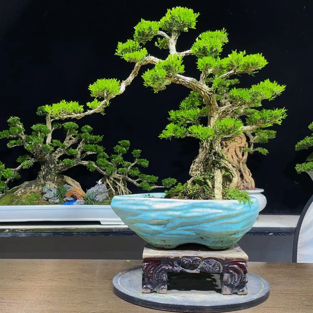 沙**蚝黄杨盆景四季常青