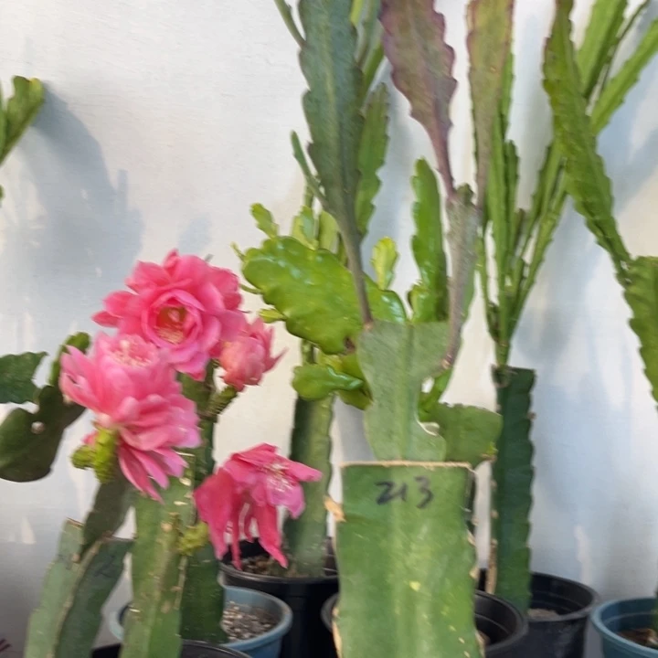 当前无花栽培后可以开花200