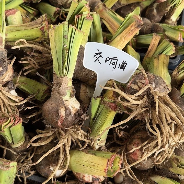 交响曲朱顶红一棵   6厘米