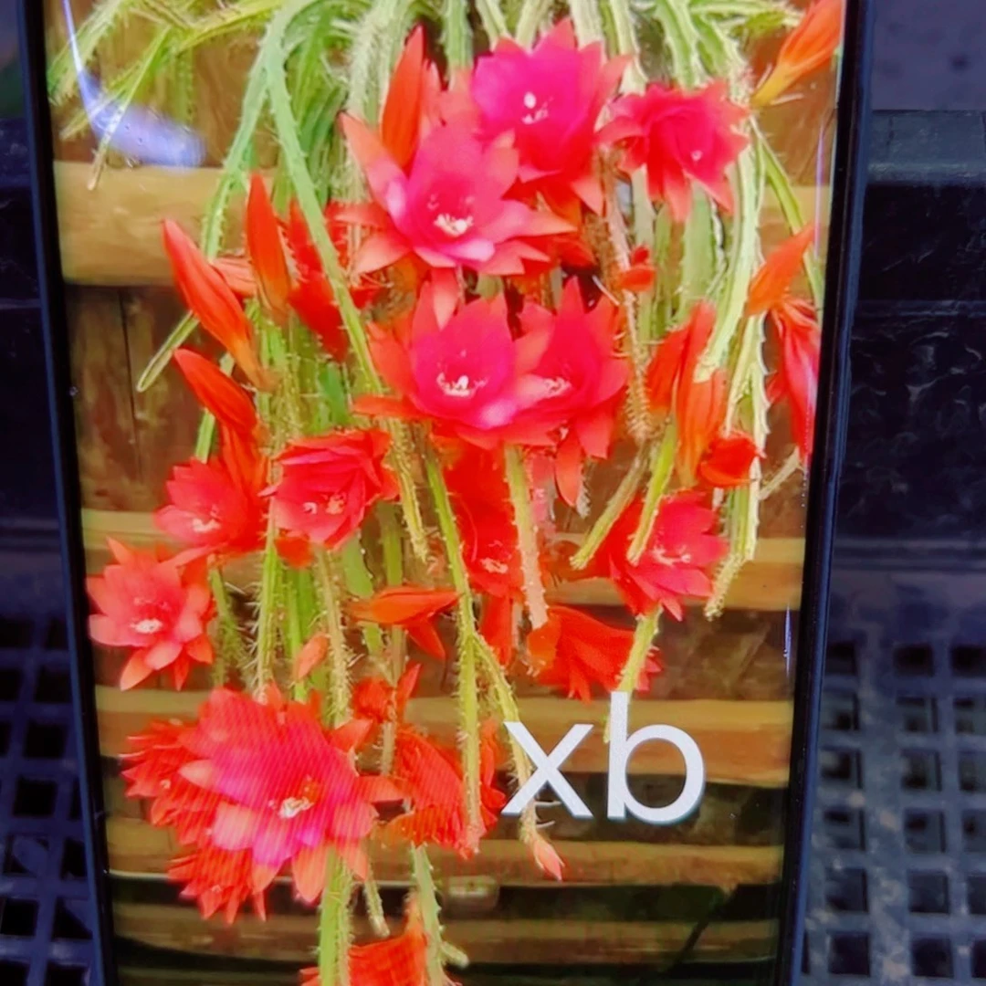 下74令箭荷花xb 无根枝条10公分左右20包邮