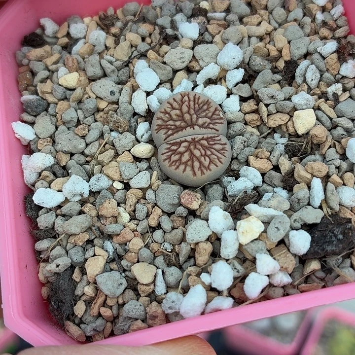 131号菊花石尺寸1.7