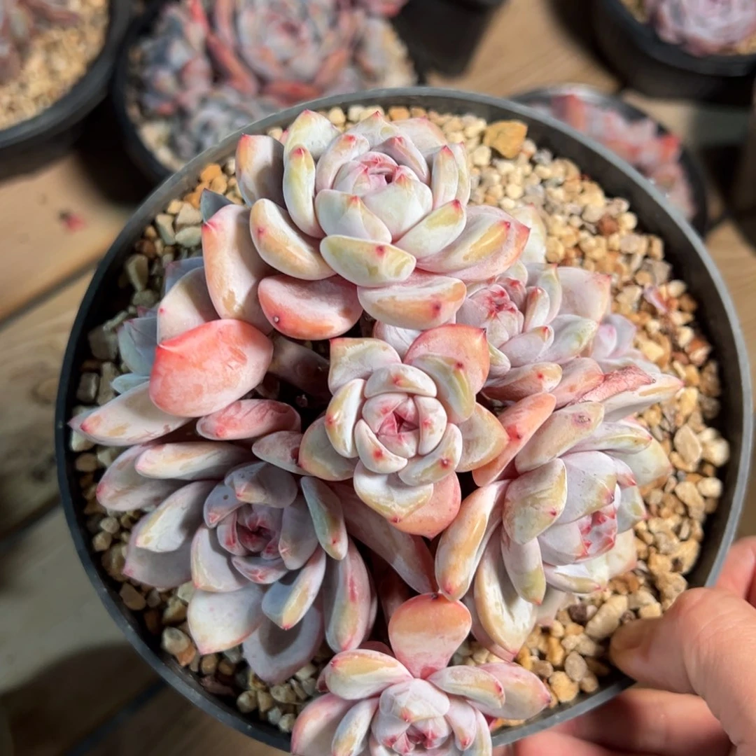 炸福利哈哈哈哈哈哈哈哈哈哈