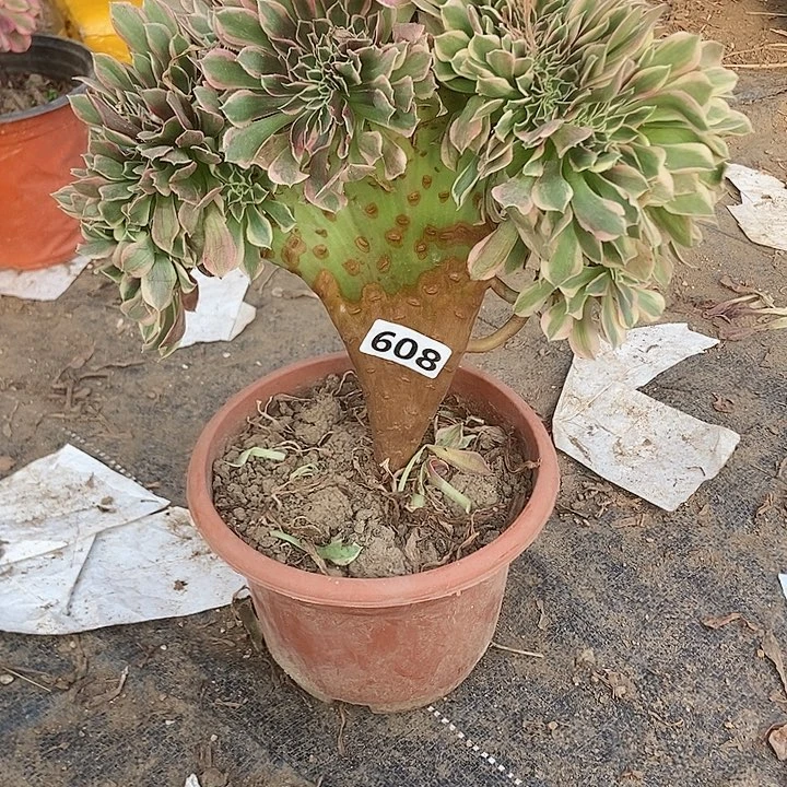 608女神缀化老板子法师