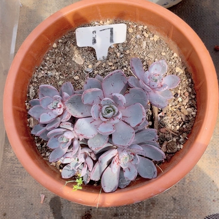 晨语多肉一物一拍17