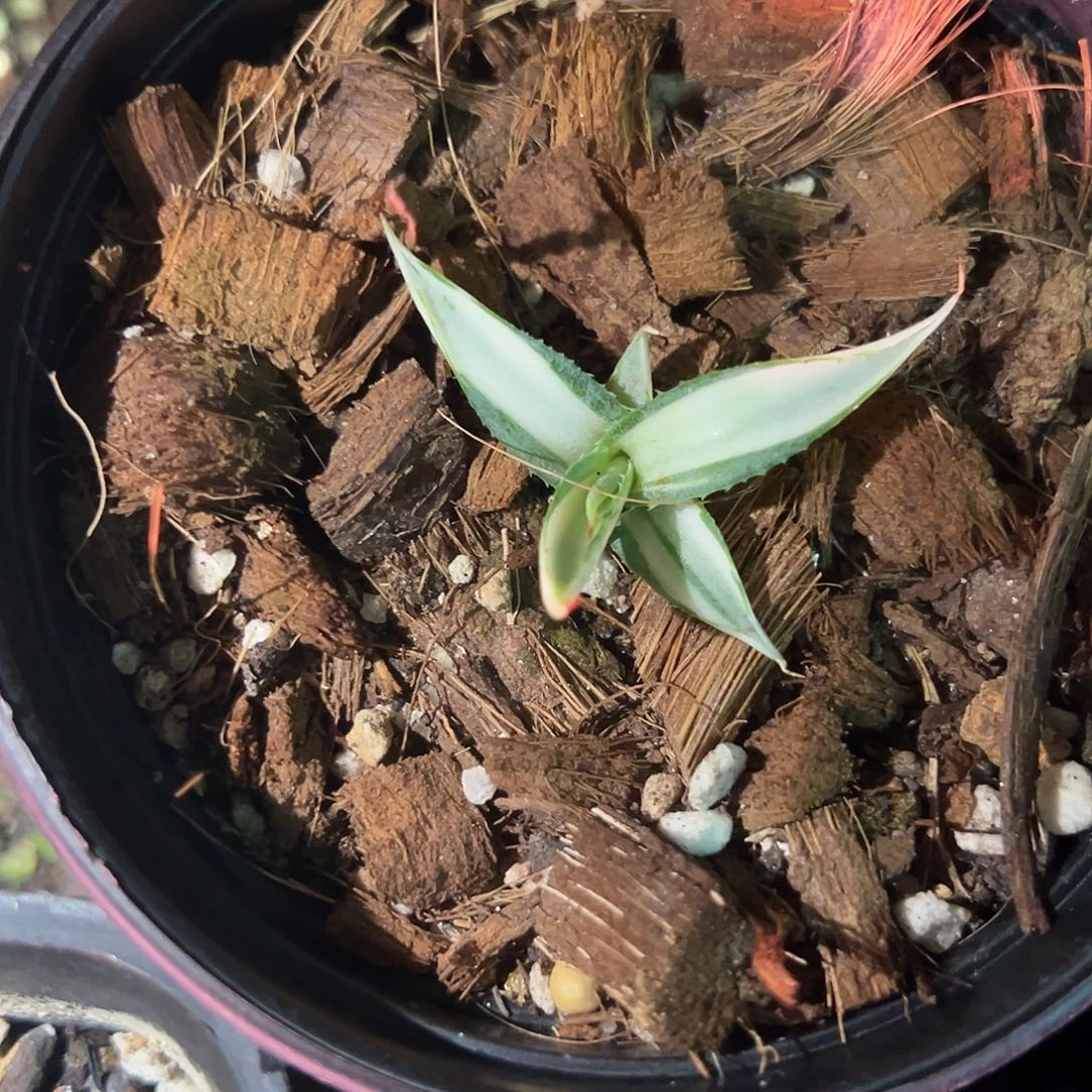 泷雷白中斑锦植物