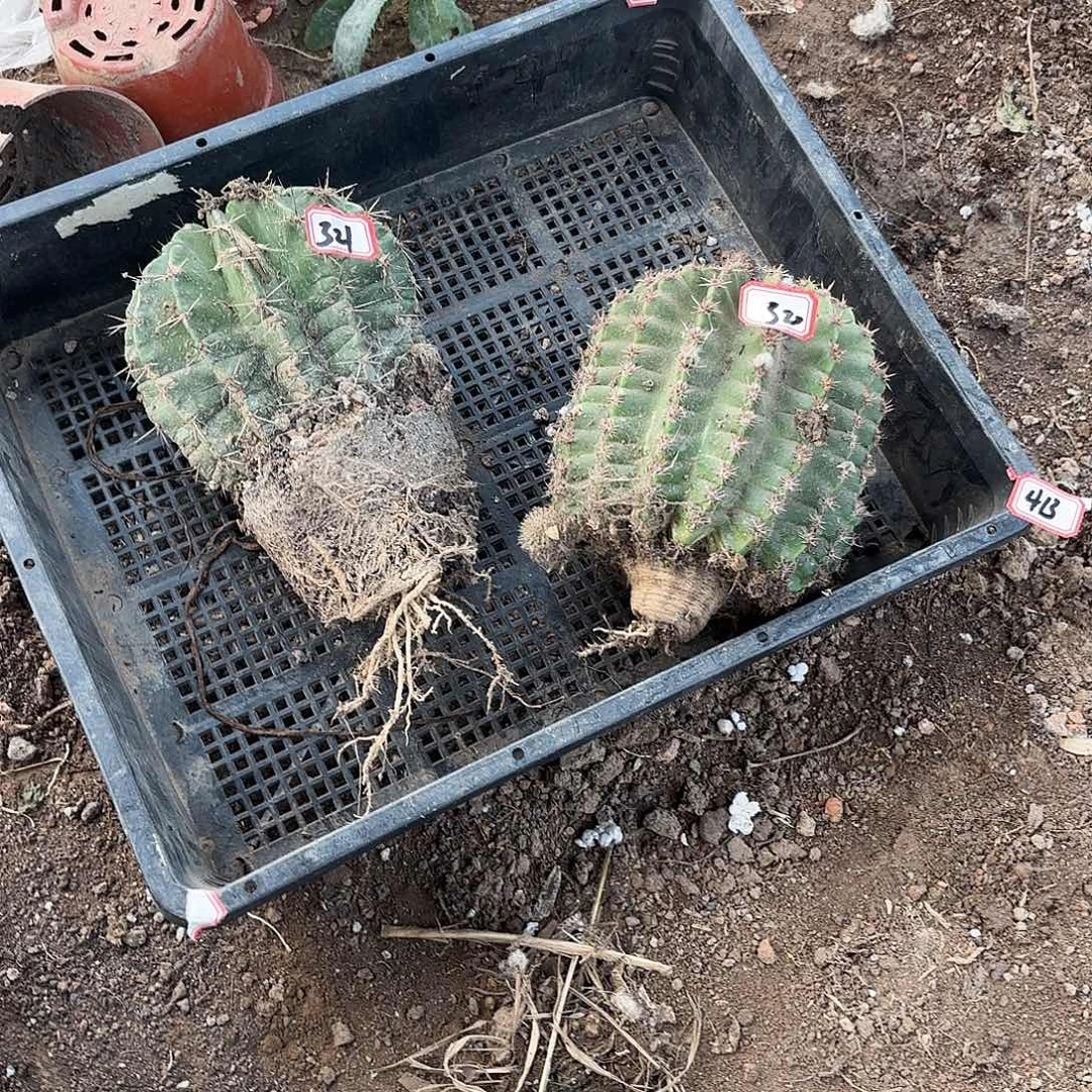 413 瑕疵掉侧牙无售后