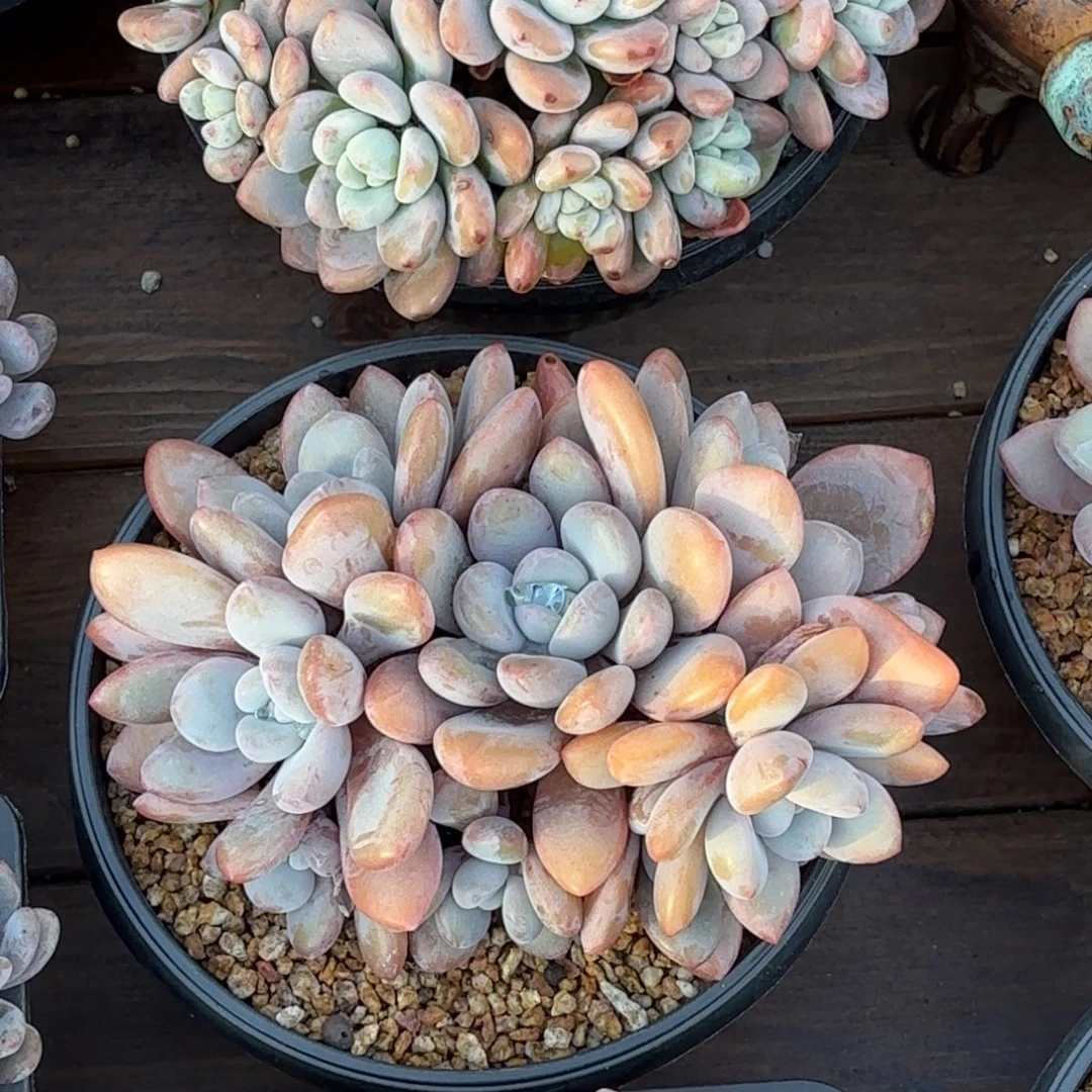 无花朵拉拉奶无砍自然群111