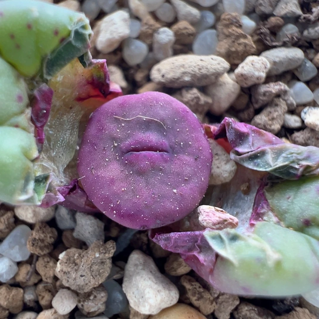 337编号丢失嘴一颗