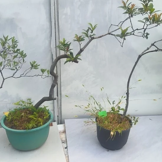 福***通无花朵海岛春花