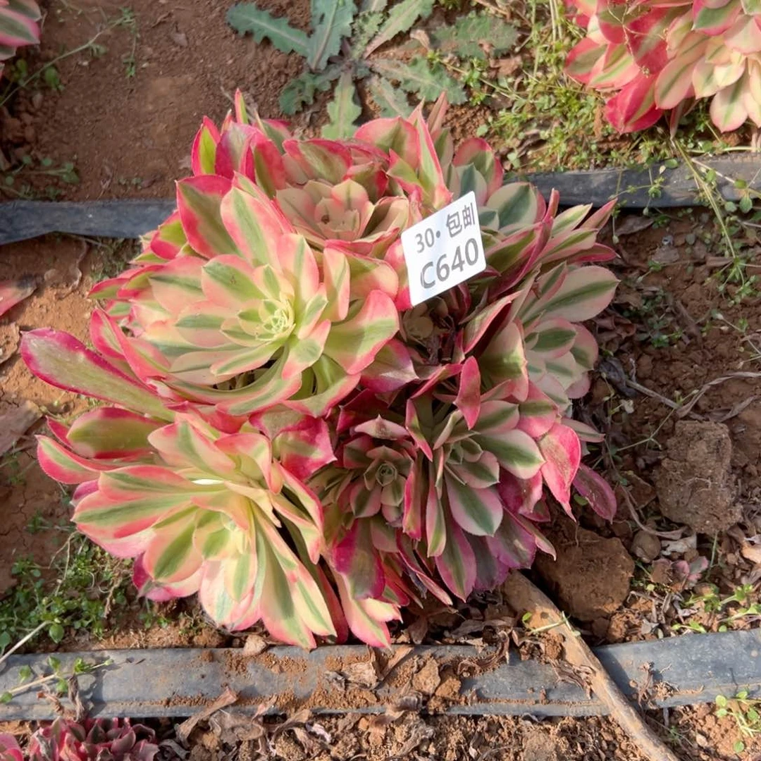 640女巫多肉法师