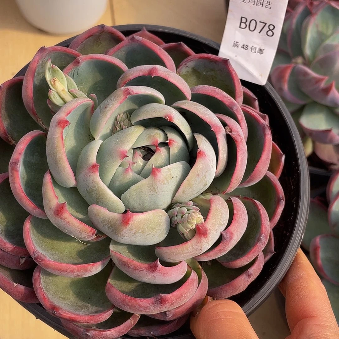 惊鸿079 多肉多肉多肉