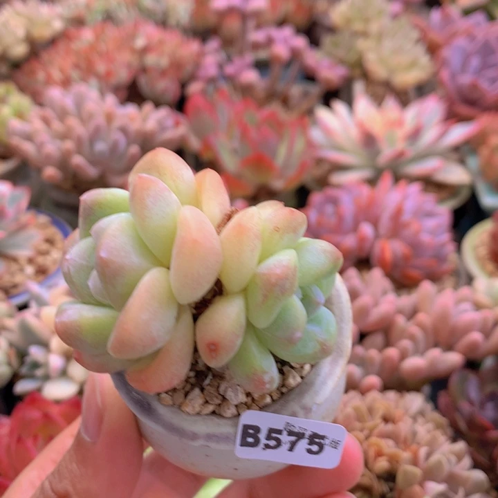 一物一拍含盆土满38包邮B575