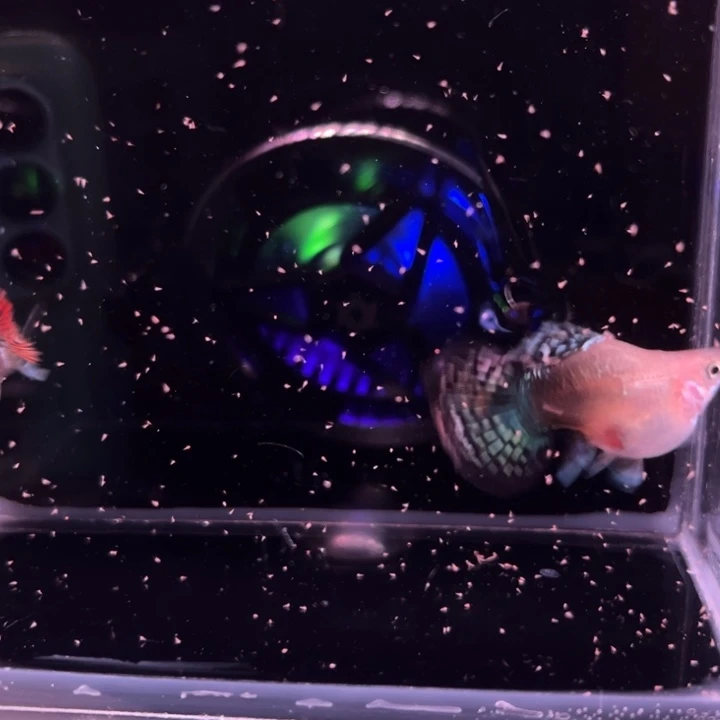 孔雀鱼龙鳞球种鱼1对