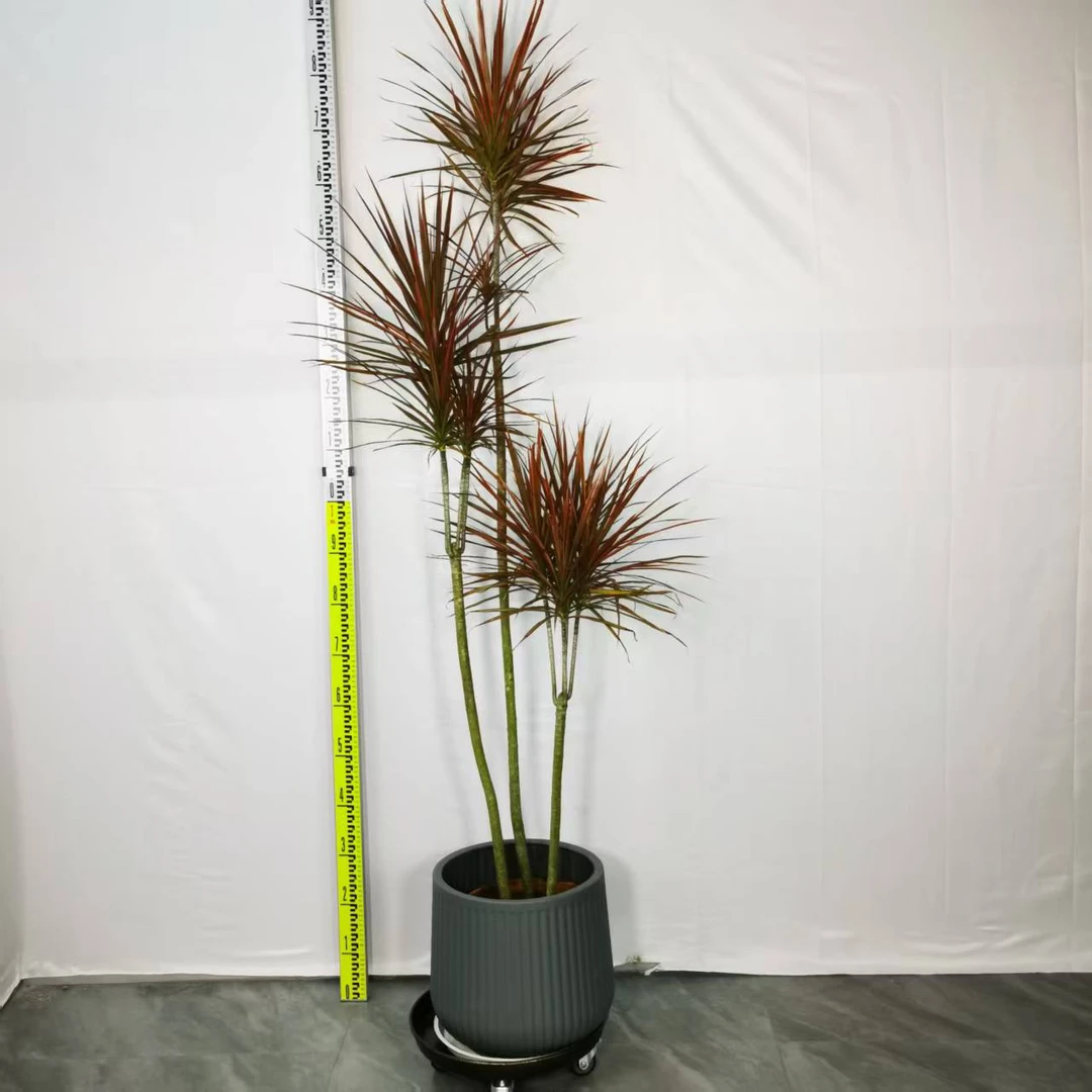 欧洲风情七彩铁客厅千年木大型绿植绿植盆栽大摆件室内绿植龙血树