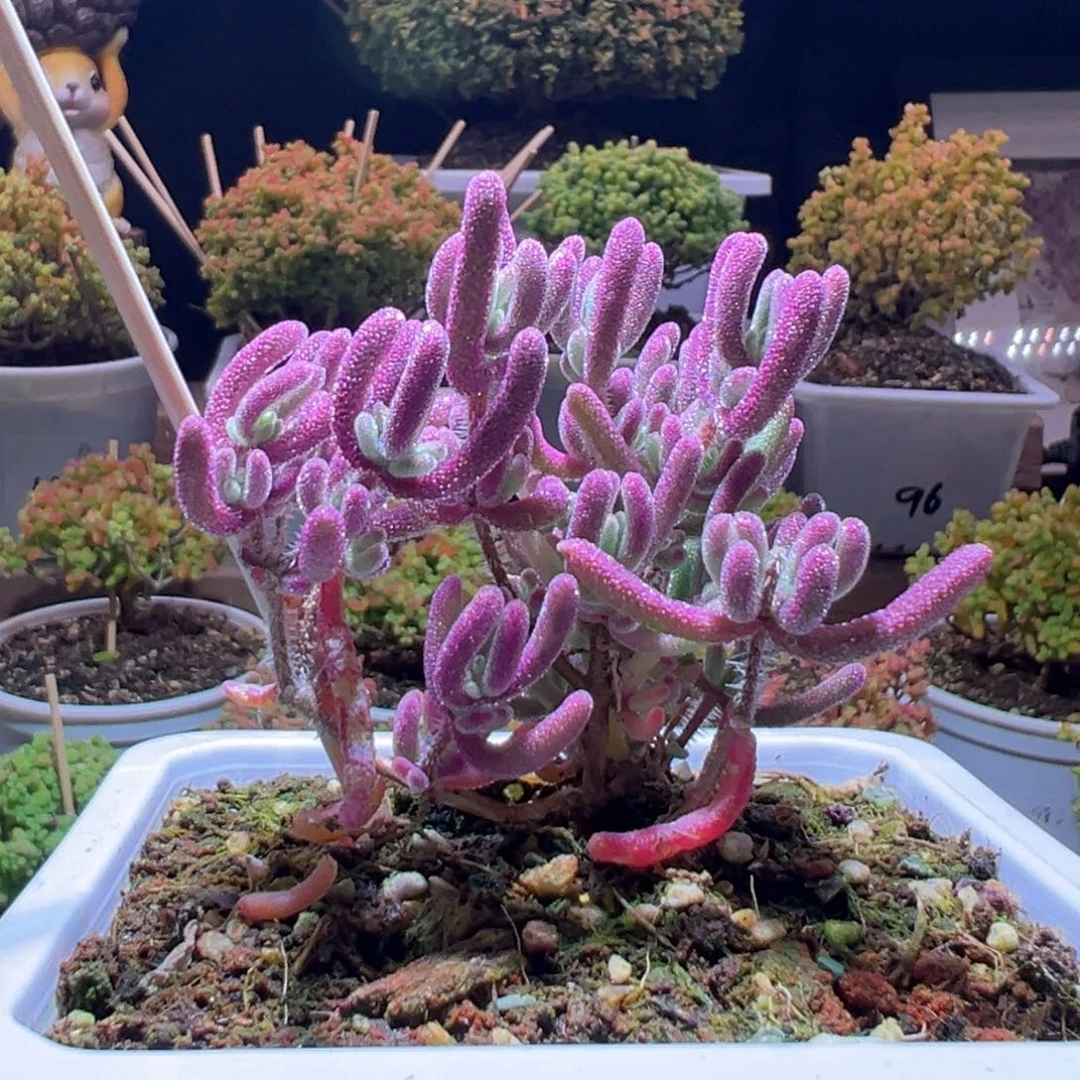 172紫闪光一物一拍带盆土发货