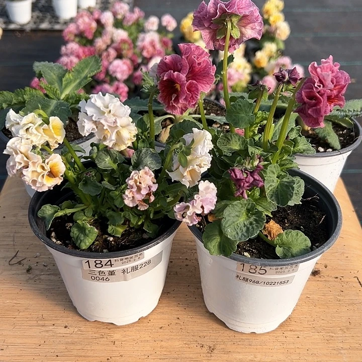 水晶抖音直播闪拍184-185