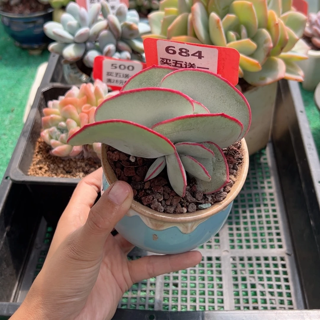 表妹精品多肉植物684.