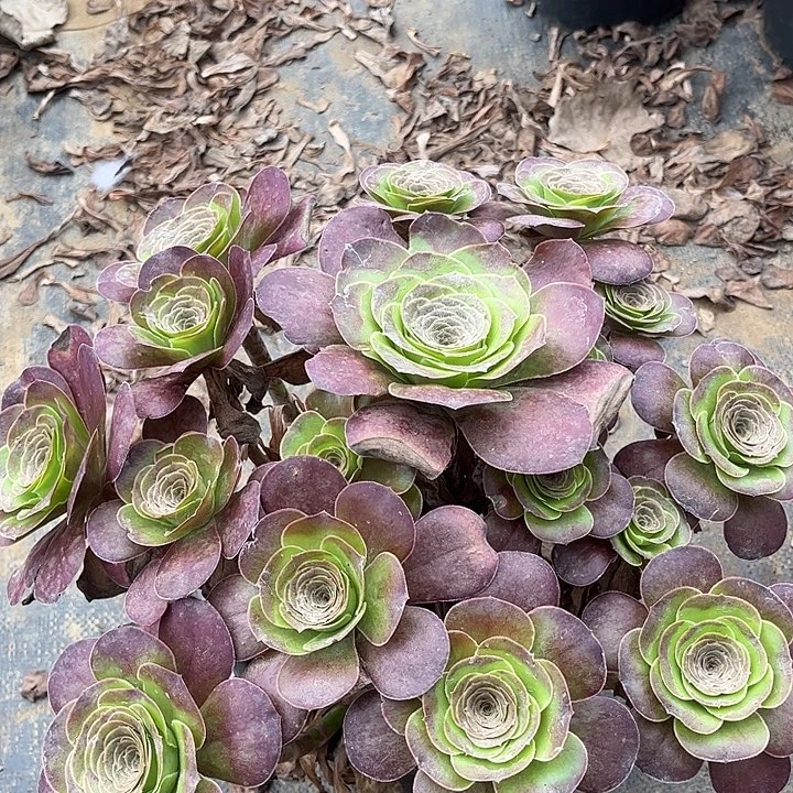 多肉植物大瑰金46号